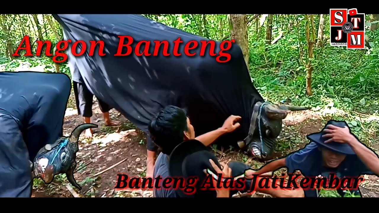 Angon banteng // STJM CREW