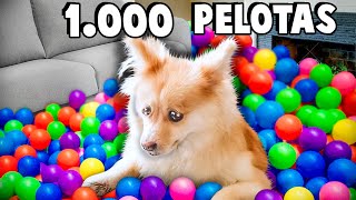 SURPRISE MY DOG +1,000 BALLS | tik tok challenge *challenge*