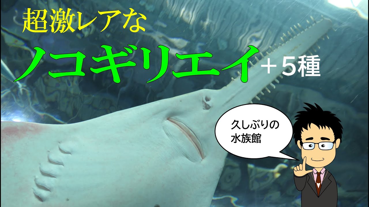 A rare sawfish? Introducing the creatures of Aqua Park Shinagawa