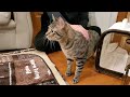 猫が初めてママの実家に来た時の反応