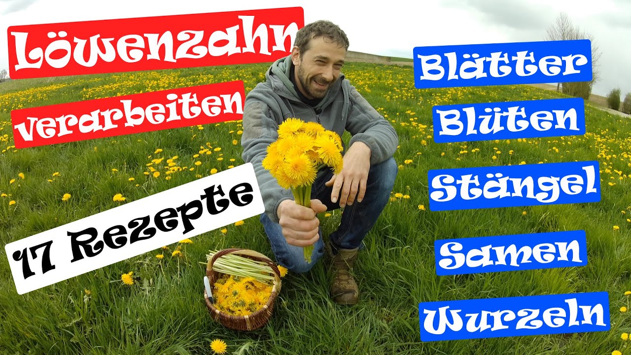 Löwenzahn verarbeiten / Blätter, Blüten, Stängel, Samen, Wurzeln und Salbe herstellen