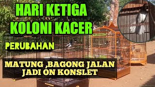 KACER KOLONI -HARI KETIGA PERAWATAN KACER BARU