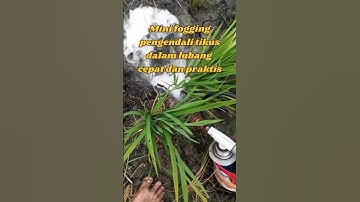 Pengendalian Tikus dengan Mini Fogging. #shots #hamatikus #minifogging #pemudabertani