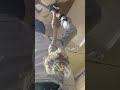 Rope Light Video - Made in INDIA
