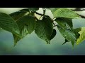【日常にASMR】雨の日の景色と音。睡眠・作業・勉強用BGM