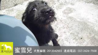 [已認養]2013042503蜜雪兒-淡水動物收容所