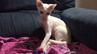 LoverBoy, Blue Eyed White Devon Rex Kitten by Cowboy Claws 598 views 5 years ago 1 minute, 14 seconds