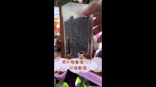 琴叶榕繁殖1：蛭石+顶芽=yyds