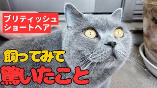 【ブリティッシュショートヘア】飼ってみてビックリ‼したこと