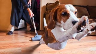 Funny Dogs and Vacuum Cleaner Compilation NEW by Cheerful Doggy 2,586 views 5 years ago 4 minutes, 3 seconds