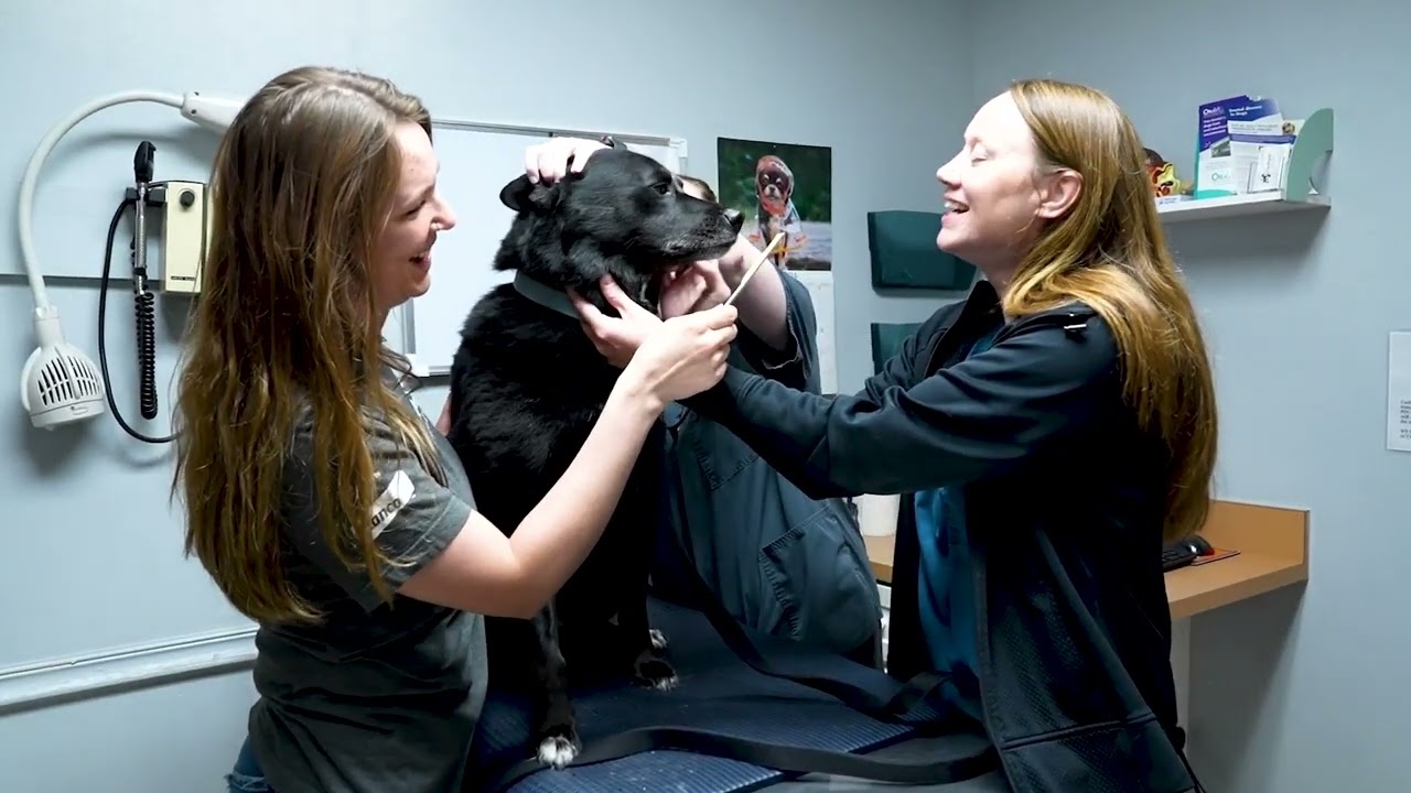 Our Culture - Creekside Animal Hospital