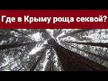 Где в Крыму роща секвой? И как туда добраться?