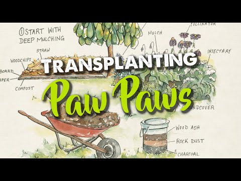 Video: Can You Transplant A Pawpaw: Tips for Moving Pawpaw Trees
