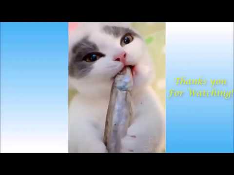 funny-animals-compilation---funniest-animals-vines-2020-#3-try-not-to-laugh-challenge---animal-fails