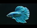 The Best 4K Fish Screensaver for Smart TV &amp; Firestick 📺