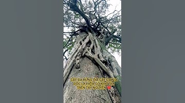CÂY ĐA RỪNG ÔM CÂY CƠ NIA ĐỘC LẠ QUÝ HIẾM TUYỆT ĐẸP TRÊN TÂY NGUYÊN HÙNG VĨ