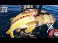 PESCA SUB : PESCA INVERNO - Pesca subacquea Basso fondo - DICEMBRE 2018