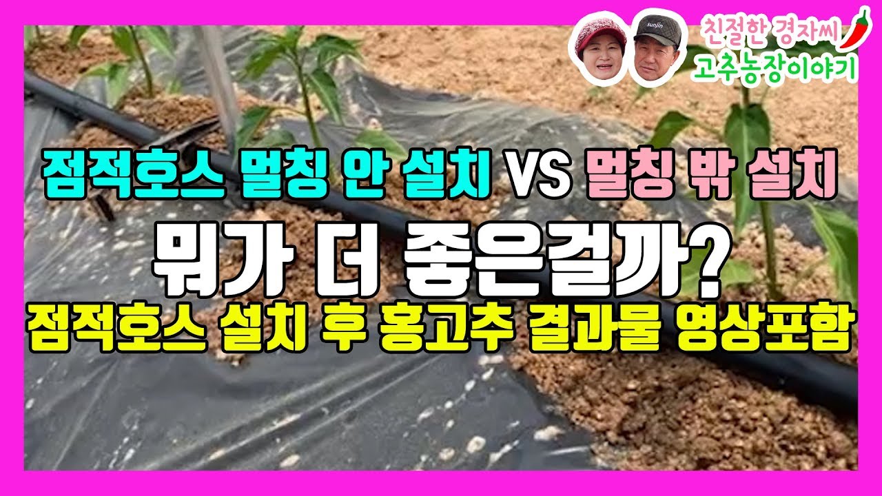 점적호스 멀칭 안의 설치가 좋을까? 밖에 설치하는 것이 좋을까? #점적관수 #점적호스 (강원도 영월이래요)