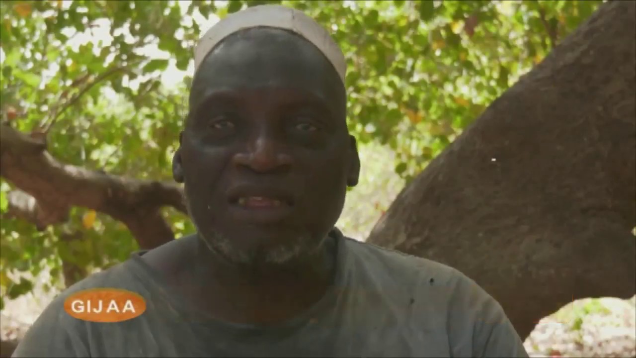 LA CULTURE DE L' ANACARDIER OU 