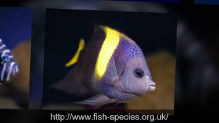 *** Angel Fish - Tropical Fish Species ***