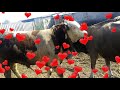 Как покрыть корову быком