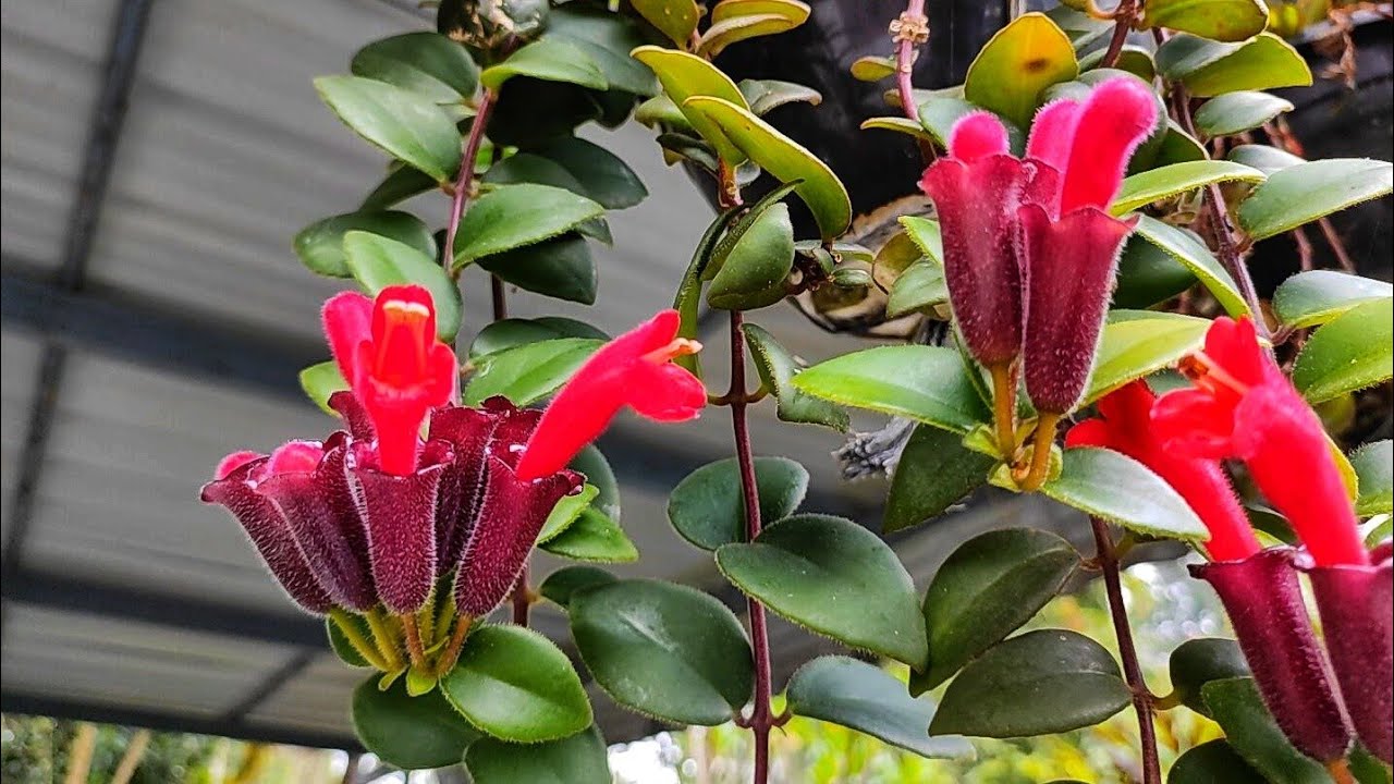 Lipstick Plant Care || Red Lipstick Plant || Lipstick Plant Care Malayalam