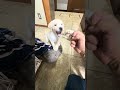 ラブラドール子犬のしつけ方