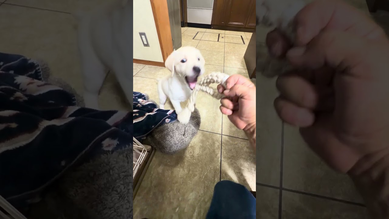 ラブラドール子犬のしつけ方