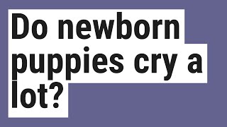 Do newborn puppies cry a lot?