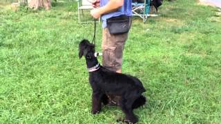 Giant Schnauzer "Ayla" 8 months old. Obedience Demo