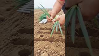 🌱🚜 Smart Farming Technique for Planting Green Onions Faster and Growing a Healthy Crop 🌾✨
