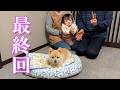 【最終回】ポメくん劇場、閉幕です！