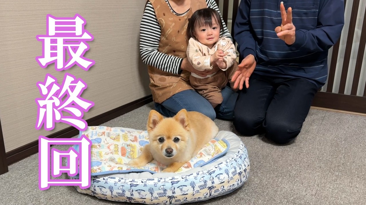 【最終回】ポメくん劇場、閉幕です！