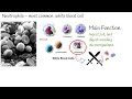 Neutropenia Low Neutrophil Count What Causes Low Neutrophil Level Neutropenia Low Neutrophil Count What Causes Low Neutrophil Level