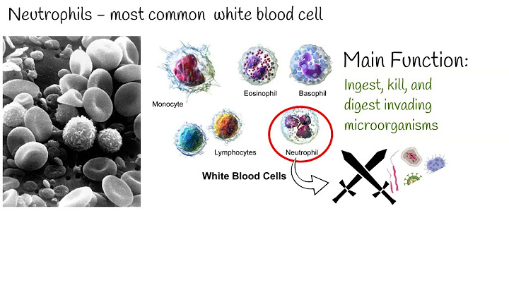 Low white blood cell count and low absolute neutrophils