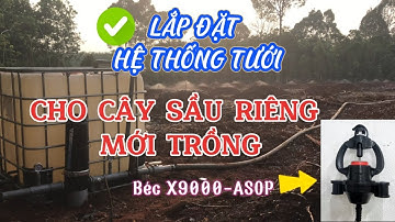 Thi công lắp đặt tưới tự động cho cây sầu riêng mới trồng |TƯỚI ASOP|