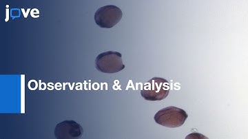 Flat Mount Preparation: Zebrafish Embryo Specimens: Whole Mount Hybridization l Protocol Preview