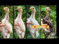 Quality Parrot Beak Chicks | 8639717935 | Long Tail Chicks | Video 2535 | Rythu Market 2