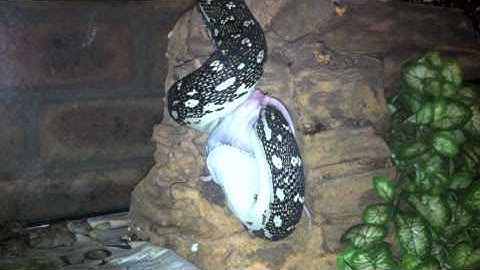 Diamond Python Eats Mouse