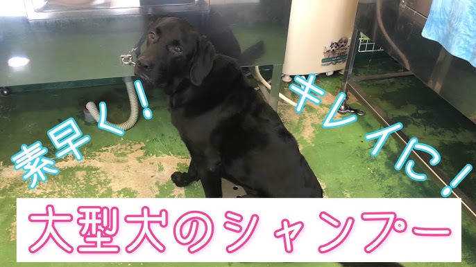 シャンプーする時は急にいい子になる ラブラドールレトリーバー Labrador Retriever 大型犬 チャピーの成長日記 64 Iphone11 Youtube シャンプーする時は急にいい子になる ラブラドールレトリーバー Labrador Retriever 大型犬 チャピーの成長日記 64 Iphone11 Youtube