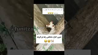 گـربـه بدون اجازه مامانش رفته تو کوچـه فان طنز جديد خنده خنده دار