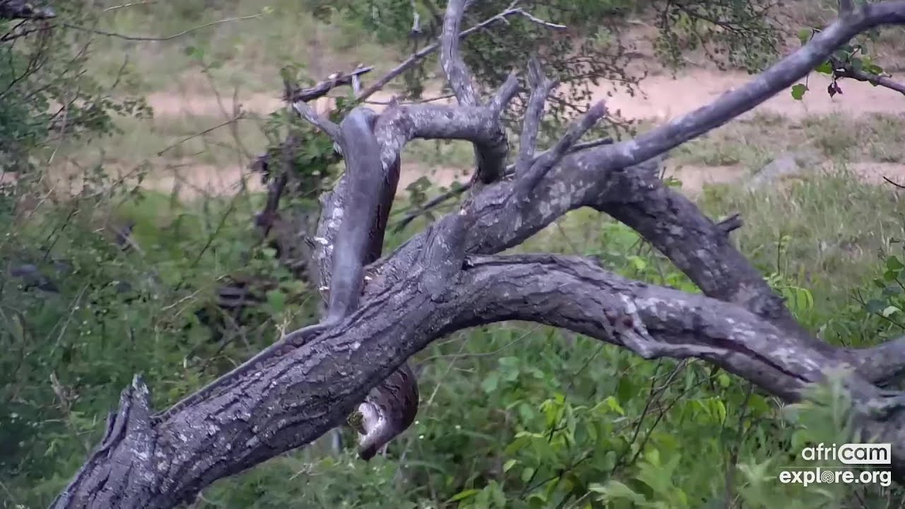 African Rock Python catches a bird, 2x. Rosie's Pan: Jan 7 and 8 2023 ...