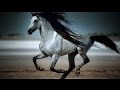 Something Wild || Equestrian Edit ||