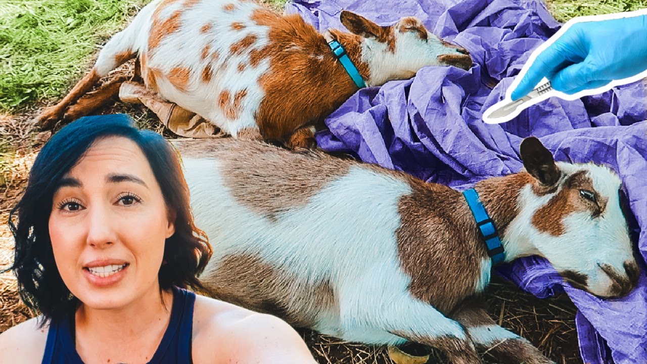 MAJOR SURGERY for mama & daughter goat