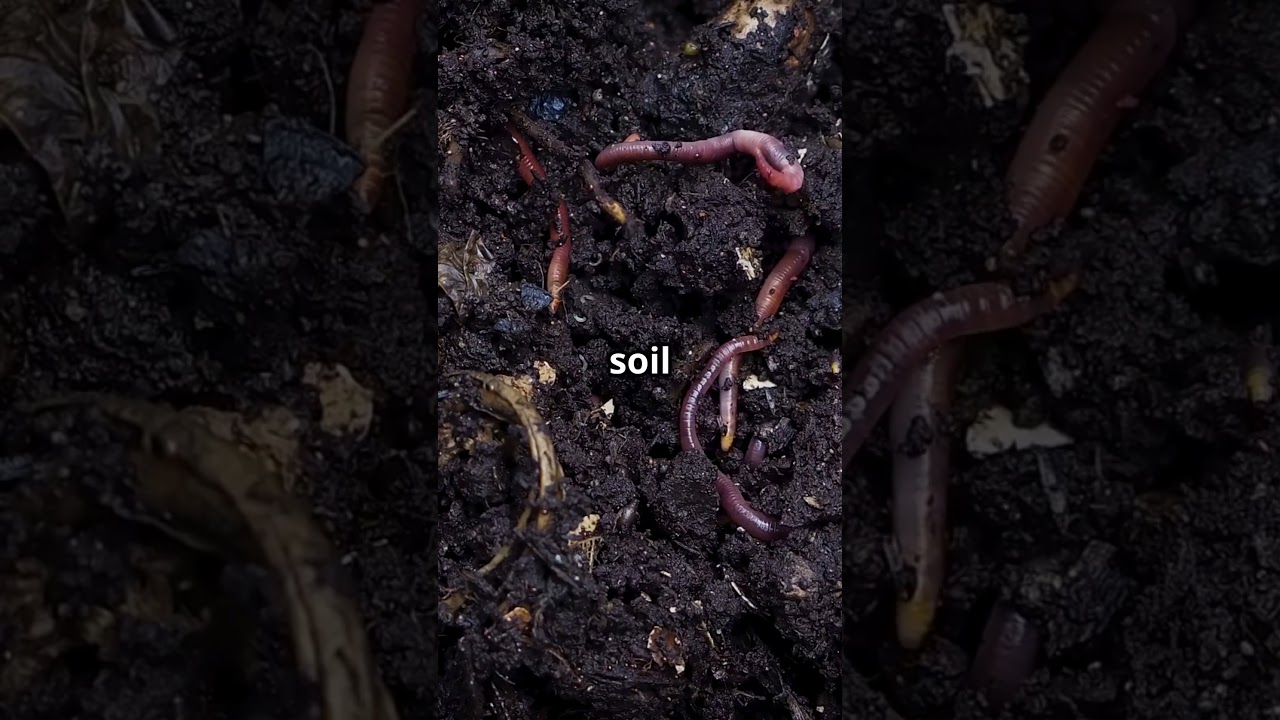 How Diversified Crop Rotations Improve Sunflower Yield and Soil Health