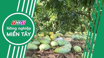 Người trồng xoài xuất khẩu lao đao vì rớt giá | Nông nghiệp Miền Tây