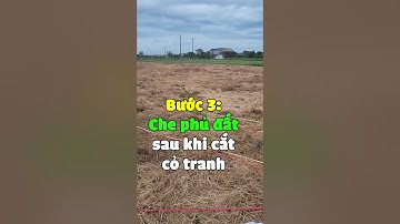 4 bước quản lý cỏ tranh hiệu quả nhất
