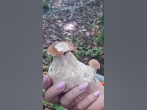 ЧУДО ГРИБЫ. Грибники в шоке. БЕЛЫЕ ГРИБЫ КРУГОМ #shorts #лес #природа ...