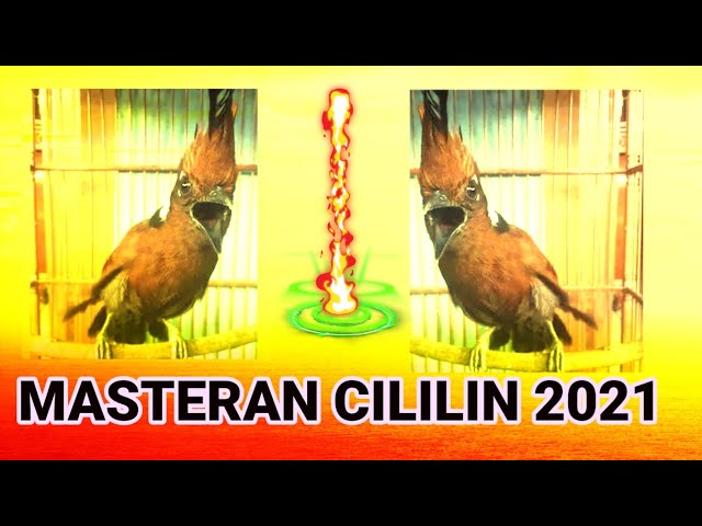 MASTERAN CILILIN 2021 class=