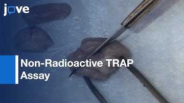 Non-Radioactive TRAP Assay for Telomerase activity detemination | Protocol Preview
